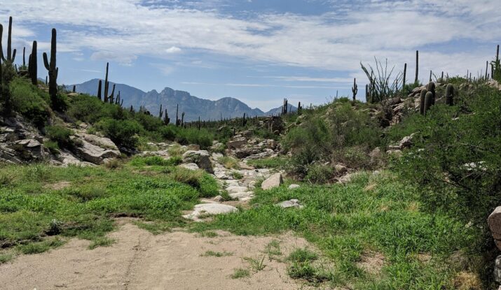 Cactus Tuscon Arizona
